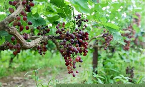 大棚葡萄亩产多少斤(大棚葡萄冬天如何过冬)_https://www.brunchezvous.com_旅游景点_第1张